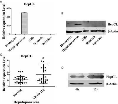 Hepatopancreas-Specific Lectin Participates in the Antibacterial Immune Response by Regulating the Expression of Antibacterial Proteins